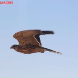 آل حسين يوجه مدير سجون اﻷفلاج بسرعة إنهاء إجراءات المشمولين بالعفو الملكي