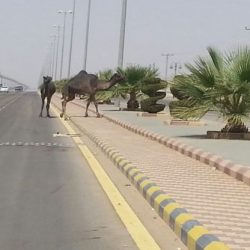 إصابة طفل في حديقة الأفلاج والأهالي الحدائق بلا صيانة أو متابعة
