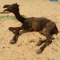 خادم الحرمين: دولتكم قامت على العقيدة وجمعتنا إخوان وعلى الحق أعوان