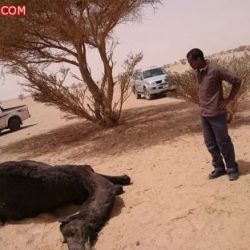 مركز الدعوة والإرشاد يقيم دروس علمية للشيخ محمد الشرافي