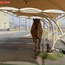 حالة الطقس المتوقعة اليوم الجمعة