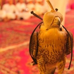بدء خراف رطب الجويفا هذا العام