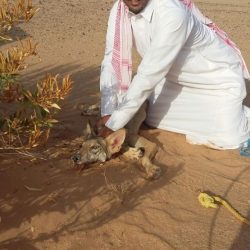 بالفيديو : التفحيط عادة رمضانية في محطات جنوب ليلى بنكهة غياب الجهات الأمنية