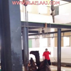 بالفيديو.. تعليق الشيخ العريفي حول حادثة تدافع الحجاج بمنى