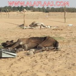 الموافقة على افتتاح قسم الدراسات الإسلامية العام القادم
