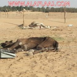 بلدية الهدار تطبق الغرامات على المحلات المخالفة