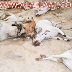 الهمجة بين السماء والماء بامطار غزيرة