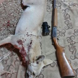 بالصور : أمطار خفيفة إلى متوسطة على مركز الهمجة غرب الأفلاج