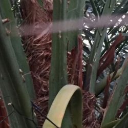 نقص  القوى العاملة بمستشفى الأفلاج يتجاوز الـ70 فنيآ