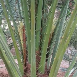 زكاتك طهارة ونماء