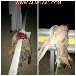 إدارة المساجد والدعوة والإرشاد تحدد مصليات الأعياد بالأفلاج