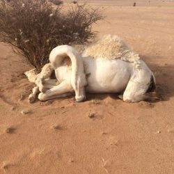 أمير الرياض يشكر لجنة تنمية الأفلاج ويشيد ببرامجها