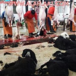 شباب يستغلون حي النخيل كمنتزه لهم