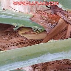 الأستاذ سمحان العمار الى المرتبة الثامنه