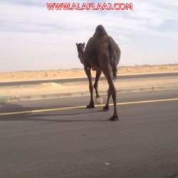 القبض على مقيم مضطرب نفسياً هام في صحاري الأفلاج!