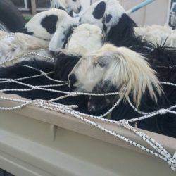أمير الرياض يدشن عددا من المشروعات في الأفلاج.. الخميس