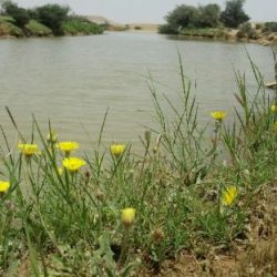 الحــســافــة