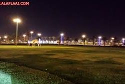 عبدالرحمن أبو دجين إلى رحمة الله والصلاة عليه غداً العصر