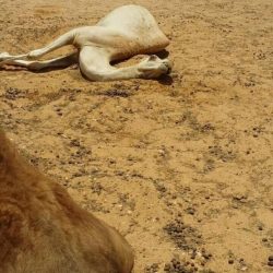 تمديد تكليف “الحقباني ” مساعدًا لمدير تعليم الأفلاج