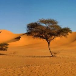 تفلات  مليونية