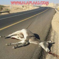 بالصور : تعليم الأفلاج يعقد ورشة عمل “التميز المؤسسي”