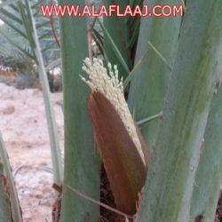القبض على خليجي بحوزته حبوب مخدرة في الأفلاج