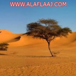 بالصور : أصحاب السمو الأمراء يؤدون الصلاة على فقيد آل دحيم
