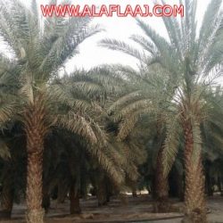 الشيخ ” محمد آل زنان” يرعى كرسي أبحاث العمل التطوعي في جامعة الأميرة نورة