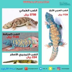 مزارعو النخيل بالأفلاج : المهرجانات الموسمية لعرض منتجاتنا المنسية !