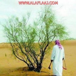 إدارة المساجد بالأفلاج توجه الأئمة والمؤذنين بالتقيد بالتعليمات الصادرة منها