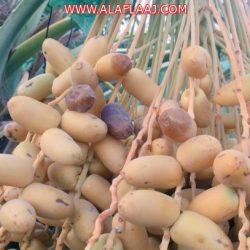 بالفيديو والصور : سيول وشلالات شعيب مرخ جنوب غرب الهدار