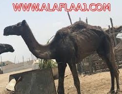 مشككو ليلة القدر كفاكم عبثاً في عقولنا
