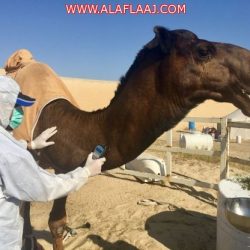 بالصور : حملة “وطن بلا مخالف” تلقي القبض على ٣٥ مخالف داخل مشروع زراعي شرق الأفلاج