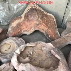 بالصور: كليات الأفلاج تنظّم الملتقى السنوي لأعضاء هيئة التدريس والموظفين