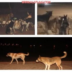 شاهد: مواطن يعثر على أحجار غريبة بصحراء شرق الأفلاج
