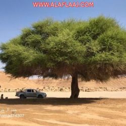 ملاك الخيل في الأفلاج من يعيد الحياة للميدان