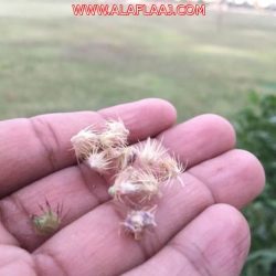 ما أسباب تساقط الشعر عند الأطفال؟