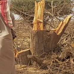 تعليم الأفلاج يحقق المستوى الذهبي في أولمبياد اللغة العربية
