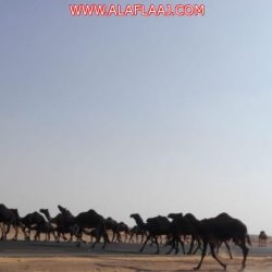 الزنان يُنهي تحسينات المتحف الشخصي ويخصص وقتآ للنساء