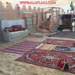 «الإبل السائبة».. خطر يهدد مستخدمي طريق الأفلاج – وادي الدواسر