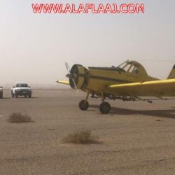 بالصور 200 ريال للكيلو والحجز بالجوال.. إقبال على شراء الجراد بالأفلاج