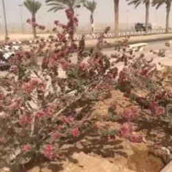 “البيئة” تنجح في مكافحة الجراد الصحراوي بـ “الأفلاج” و”السليل” على مساحة 13.3 ألف هكتار