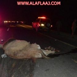 اكتمل وصول القوات البحريه الملكيه السعوديه المشاركة في التمرين البحري السعودي السوداني