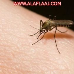 شاهد: بلدية الأفلاج تُزيل ما خلفته العواصف التي اجتاحت مدينة ليلى