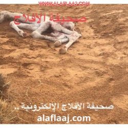 بالصور ..”الهزاني ” يفتتح معرض ” نبيه ” لحماية الأطفال من التحرش الجنسي والإيذاء والعنف