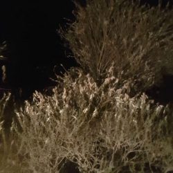 70 طالب يشاركون في دورة علي آل مبارك رحمه الله لحفظ القرآن الكريم