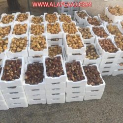 تدريب 30 معلمة بالأفلاج على “مهارات التعامل مع طلاب الصفوف الأولية”