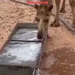 بلدي الهدار يعقد أولى جلساته في عام 2020 ويؤكد على دور المجلس البلدي بما يحقق مصالح المجتمع.
