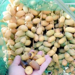 مستشفى الأفلاج يخصص مقر “الصحية المدرسية” سابقًا عيادة لمن يشعرون بأعراض “كورونا”