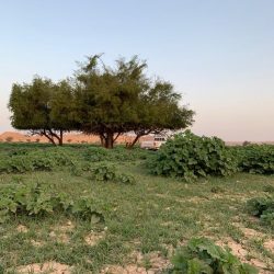 بالأسماء .. مدير التعليم يعتمد تمديد تكليف 25 مديرًا ورئيسًا لأقسام الإدارة